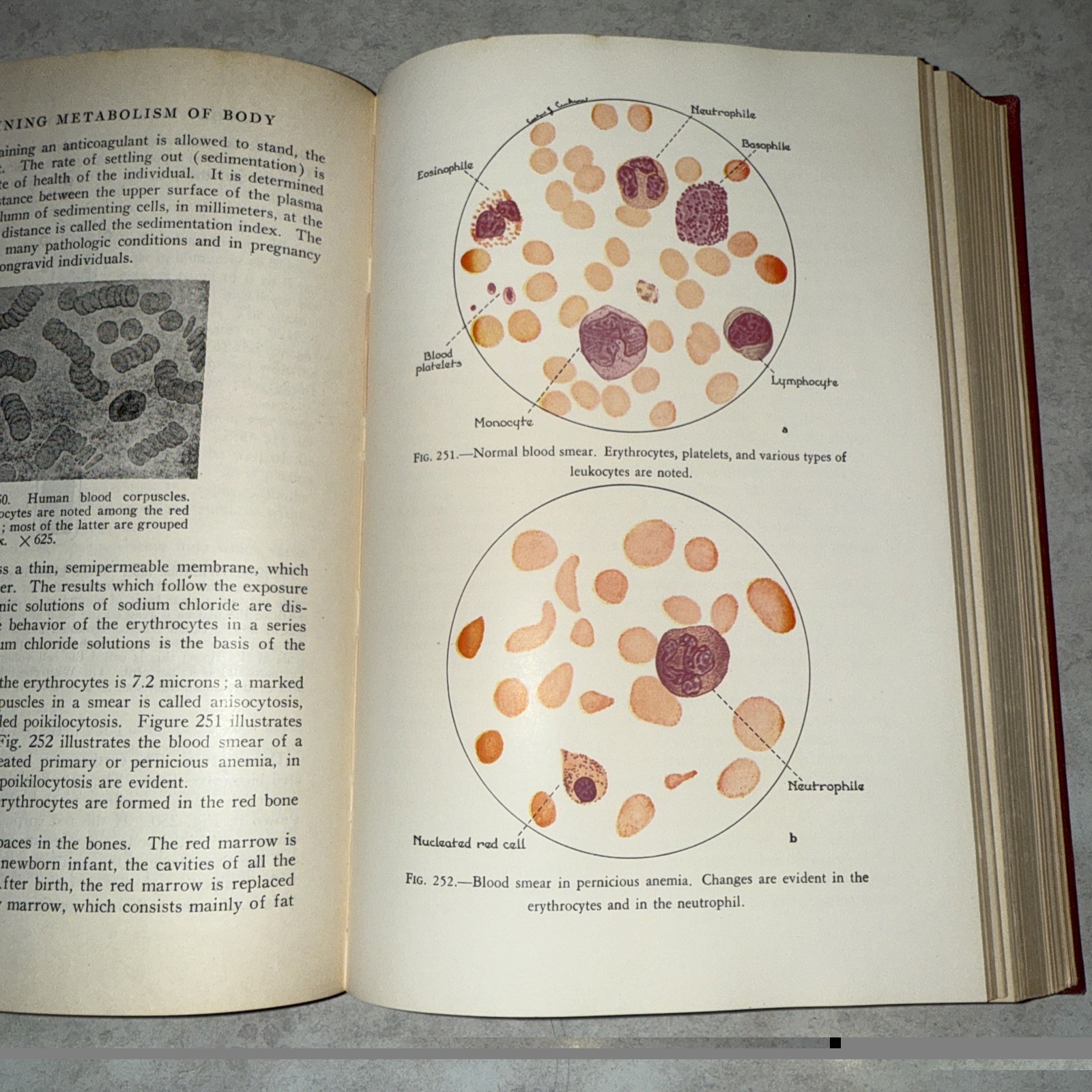 Physiology & anatomy 6th ed unit plan Vtg 1950 Foldout Pages 478 illustration