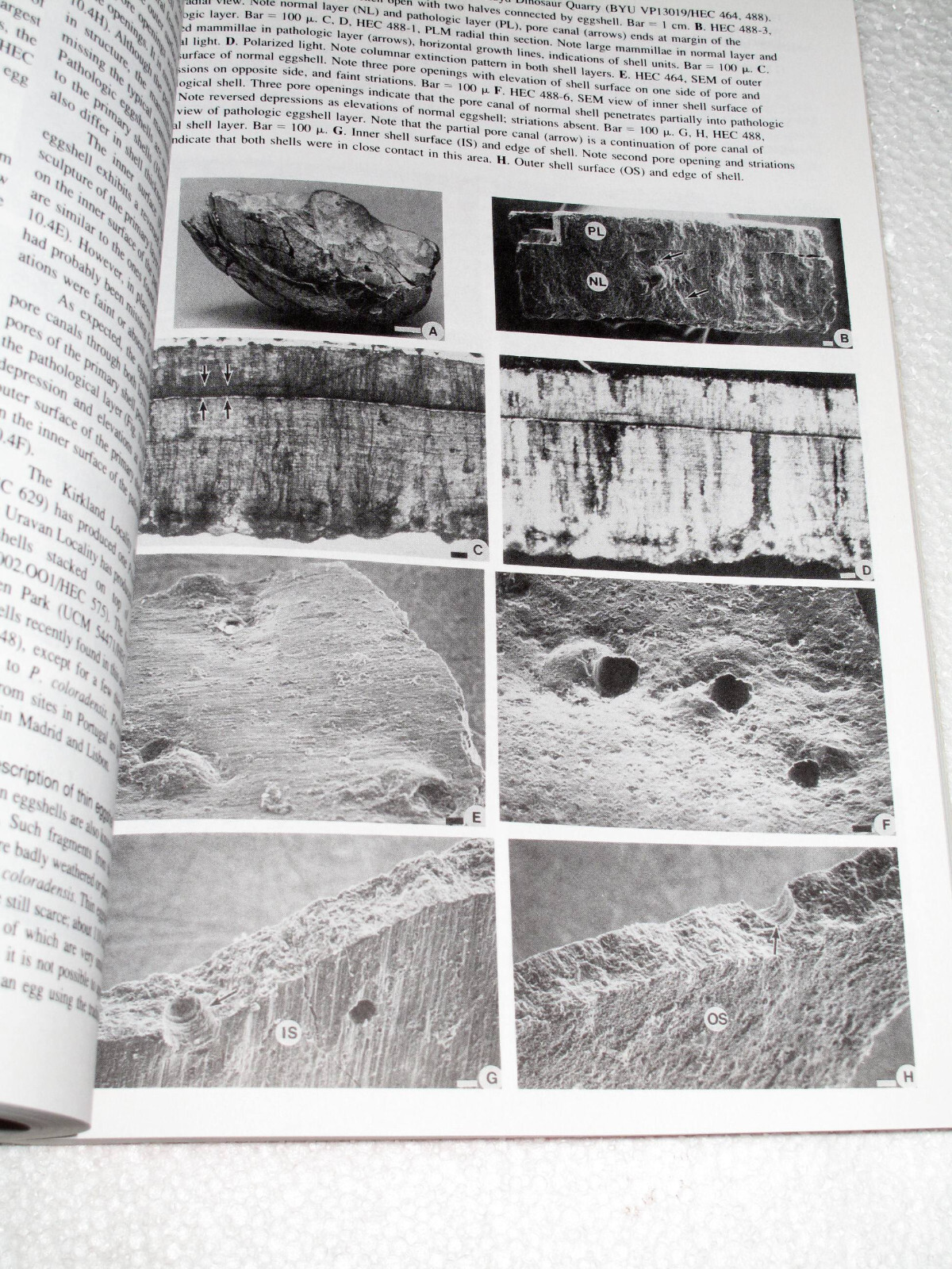Dinosaur Eggs and Babies by Kenneth Carpenter, John R. Horner, Karl F. Hirsch…