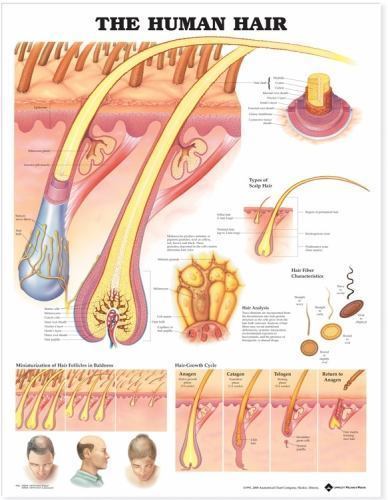 Human Hair Anatomical Chart, Paperback by Anatomical Chart Company (COR), Lik…
