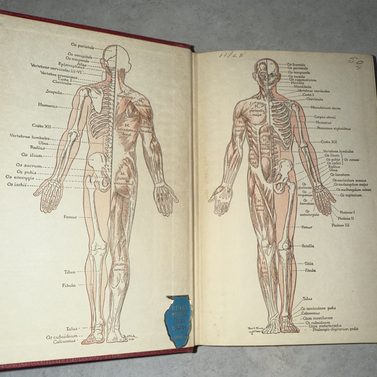 Physiology & anatomy 6th ed unit plan Vtg 1950 Foldout Pages 478 illustration