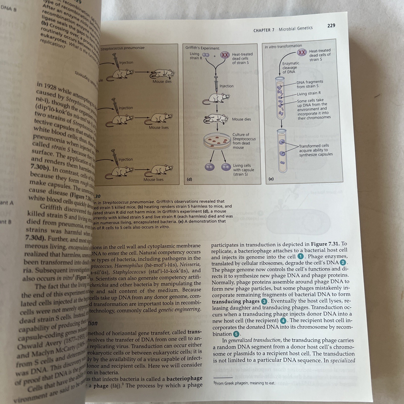 Microbiology with Diseases by Taxonomy by Bauman, Robert W., PH.D. W/ CD ROM