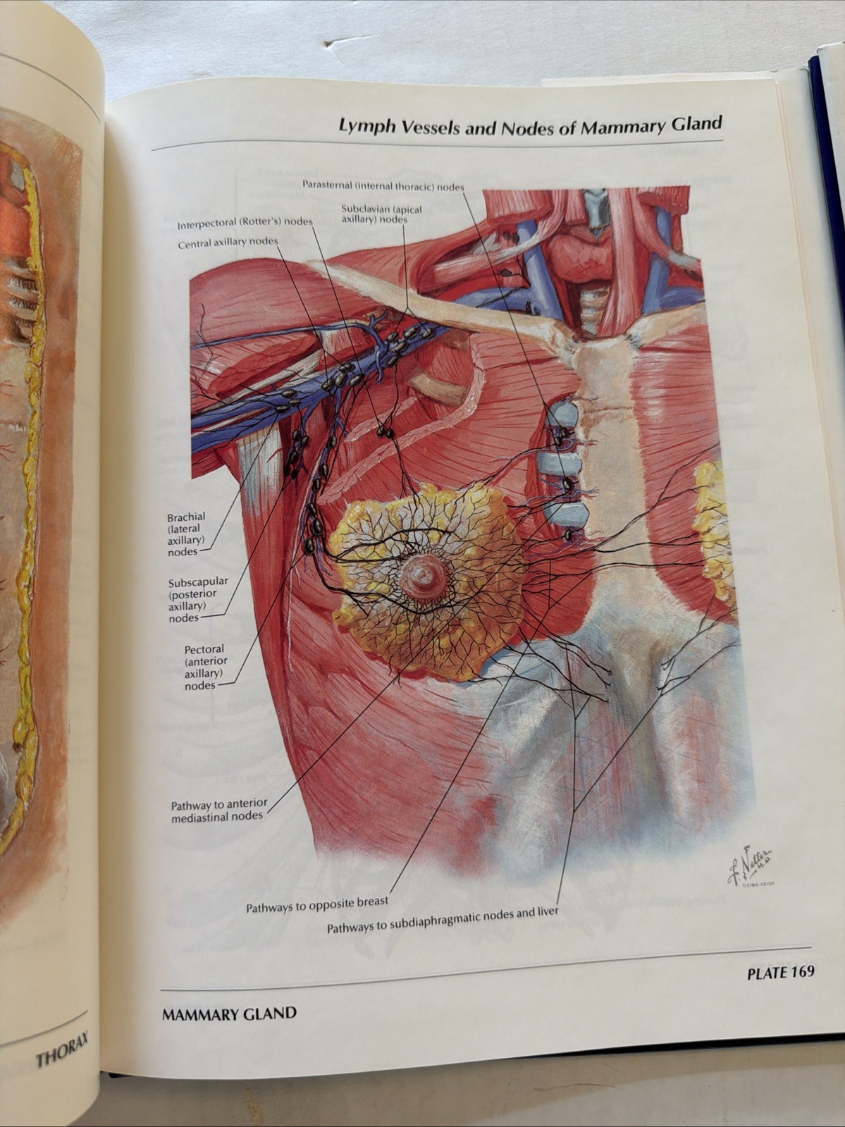Anatomy of The Thorax by Frank H. Netter. Special Edition Hardcover. Very Good