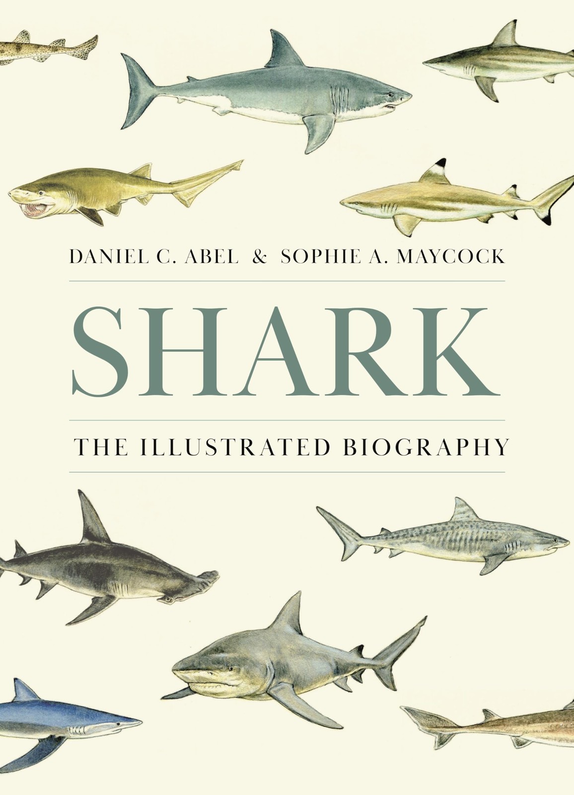 Sophie A. Maycock Daniel C Abel Shark (Hardback) (UK IMPORT)