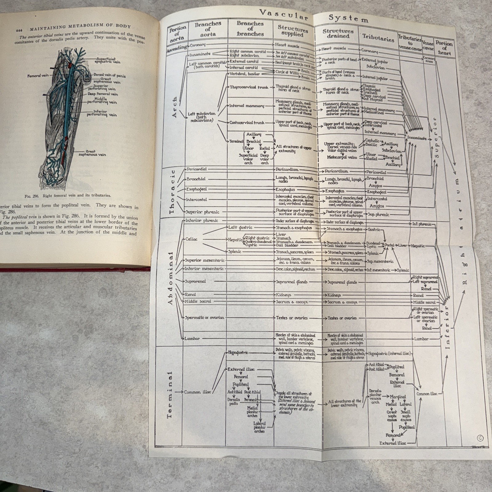 Physiology & anatomy 6th ed unit plan Vtg 1950 Foldout Pages 478 illustration