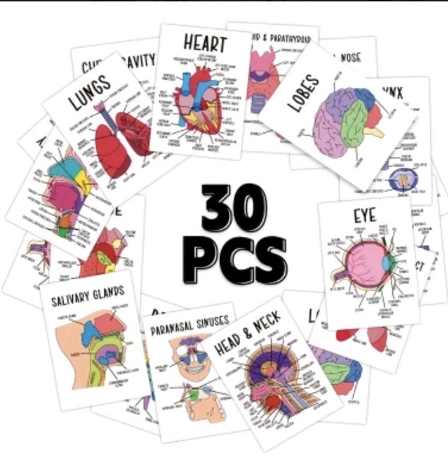 42 Card Medical Anatomy Flash Cards Includes Organs(30) And Skeletal Systems(12)