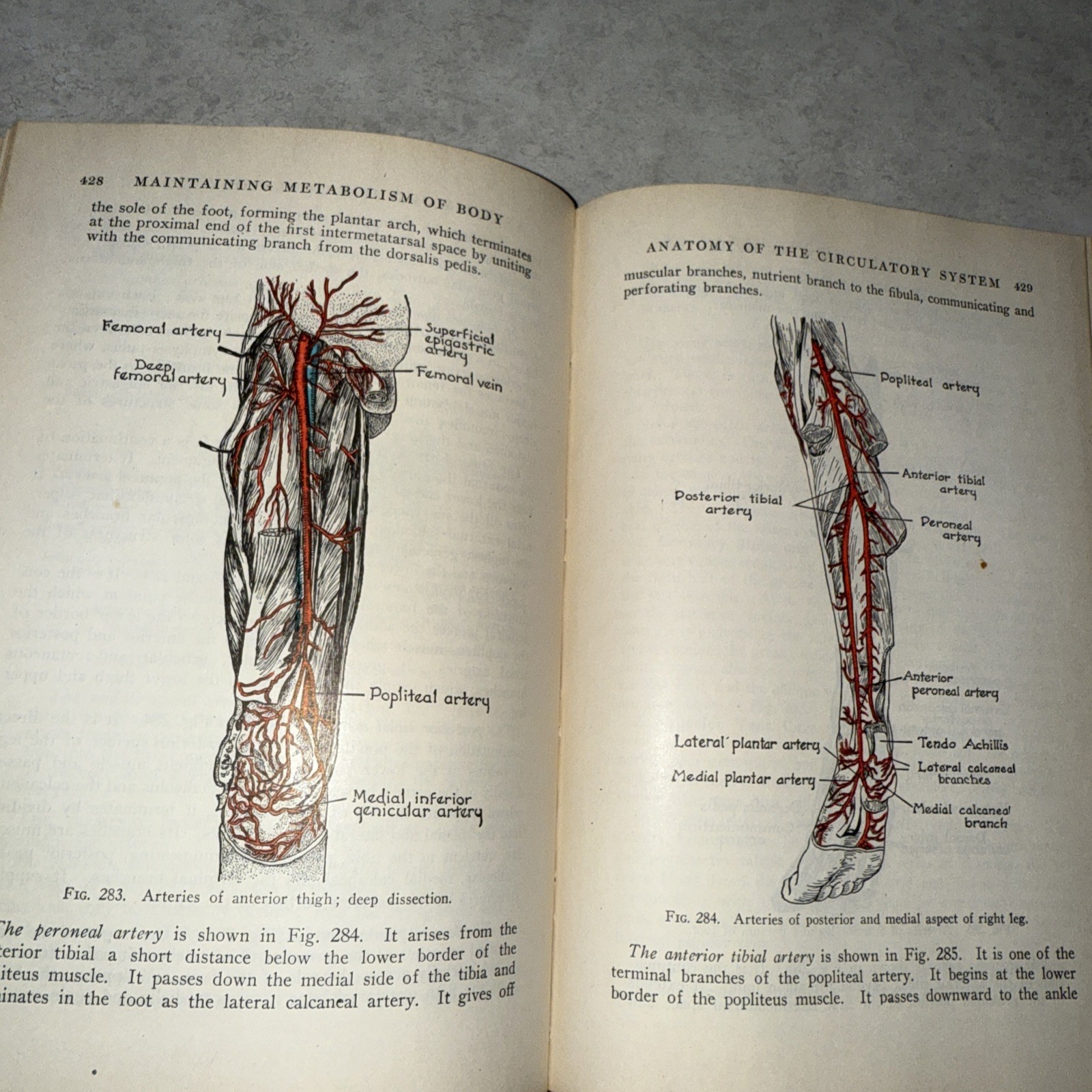 Physiology & anatomy 6th ed unit plan Vtg 1950 Foldout Pages 478 illustration